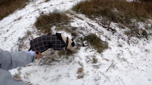 ТРЕНИРОВКА. БОЙ ХАБИБА. ОТВЕТЫ НА ВОПРОСЫ. ДВИЖ НА ПОСЁЛКЕ смотреть онлайн