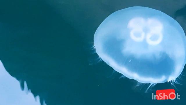 самые опасные животные мира и самые милые животные океана красиво . под музыку 😍😍😍 смотреть онлайн