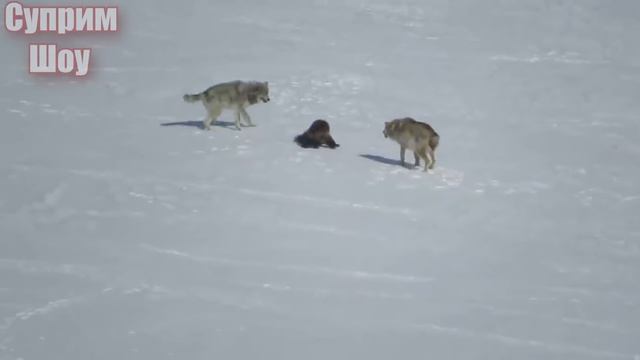 РОСОМАХА В ДЕЛЕ! Росомаха против Волка Собак Пумы Оленя и даже Медведя смотреть онлайн