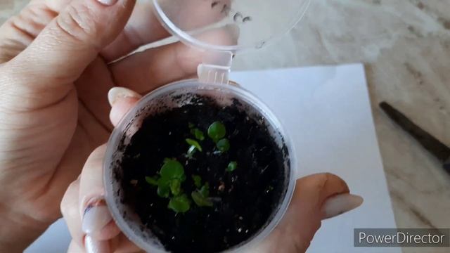 ФИАЛКИ ИЗ СЕМЯН - ЭТО РЕАЛЬНО. Рубрика - эксперементы. смотреть онлайн