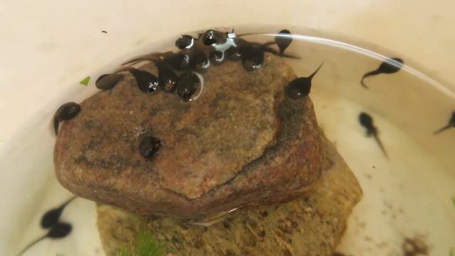 Как вырастить из головастика лягушку | как головастики превращаются в лягушку | метаморфоза лягушки смотреть онлайн