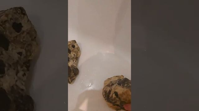 Как почистить камни,декорации в аквариуме. Видео 1 смотреть онлайн