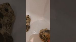 Как почистить камни,декорации в аквариуме. Видео 1