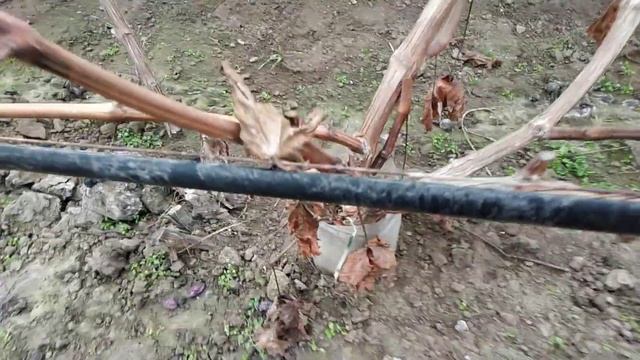 Виноградник в теплицах и в открытом грунте зимой смотреть онлайн