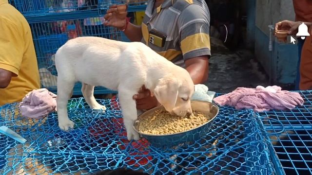 Galiff Street Pet Market Kolkata | Recent Dog Puppy Price Update | Cheap Price Dog In Kolkata | Dog смотреть онлайн