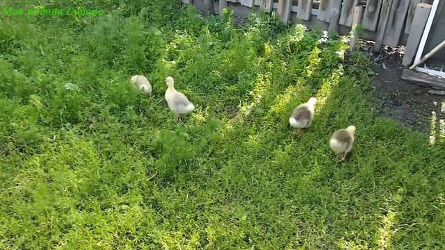 Считаю гусей. Сколько их у нас? Делаем дубовые веники - пришла пора. смотреть онлайн