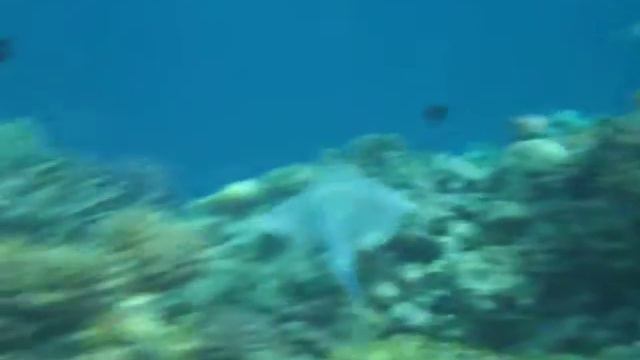 Скат смотреть онлайн