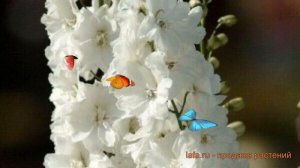 Дельфиниум гибридный Мэджик Фонтейн Пьюр Вайт ? обзор: как сажать, саженцы дельфиниума