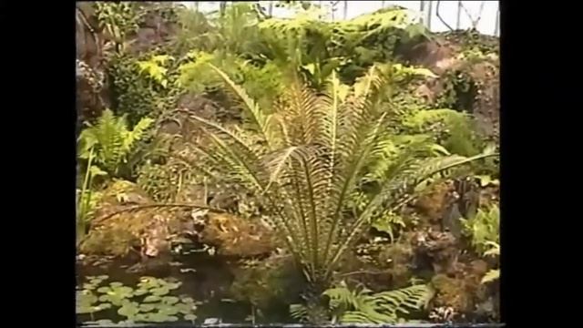 " Artis Zoo 1996 " Dierentuin Amsterdam Zoo. Natura Artis Magistra. смотреть онлайн