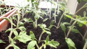 РЕДКИЕ СОРТА ТОМАТОВ. ШАХЕРЕЗАДА. Ольга Чернова.