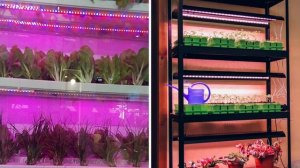 Лучшая подсветка рассады цветов и овощей/ Какую выбрать лампу - люминесцентную или светодиодную?