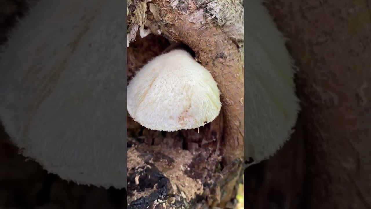 Прелести нашей дачи смотреть онлайн