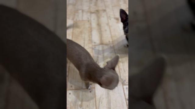 Не может справиться с ленью #голубыечихуа #чихуаэкстрим #лиловыечихуахуа смотреть онлайн