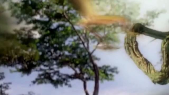 10 อันดับสัตว์สุดเจ๋งที่บินได้ แม้พวกมันจะไม่มีปีกเหมือนนก | Top 10 Strangest Flying Animals смотреть онлайн