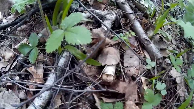 лягушка квакушка . Или царевна смотреть онлайн