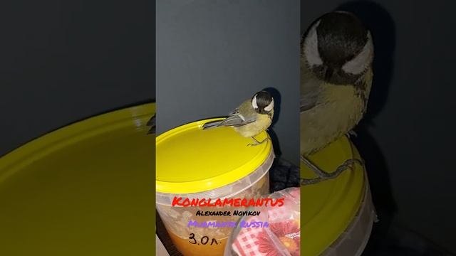 Синичка дома #синица - это #большаясиница самочка, в г. #мурманск от #konglamerantus 2021 смотреть онлайн