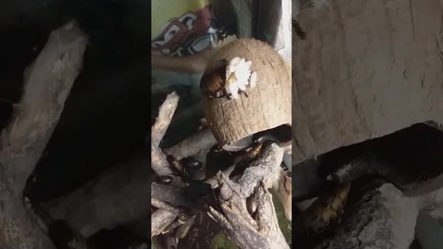 мадагаскарские тараканы роды смотреть онлайн