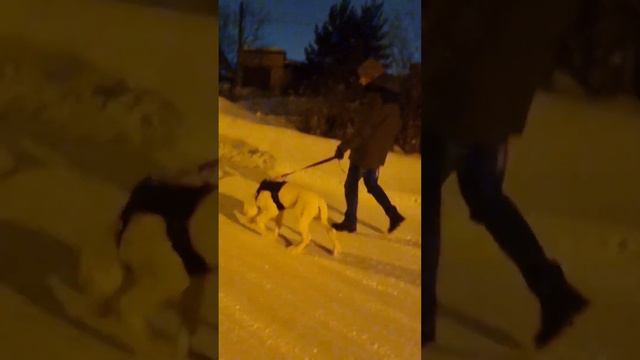 Фемиде 4 месяца и первая прогулка далеко от дома 🥰😍 #алабай #фемида смотреть онлайн
