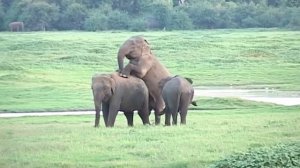 ''я тоже хочу'' ... спаривание слонов и занятия любовью! | животное невидимое