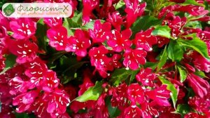 ? Посадка вейгелы в открытом грунте: как и когда сажать вейгелу в саду