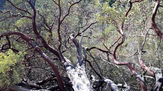 Дикая природа Америки. Национальный парк Пиннаклс, Калифорния. смотреть онлайн