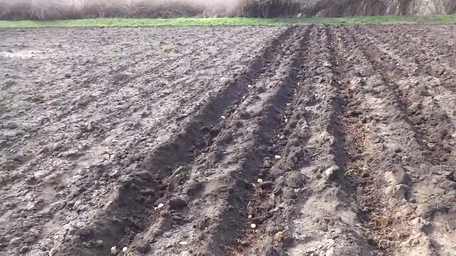 Посадка картофеля минитрактором под окучники