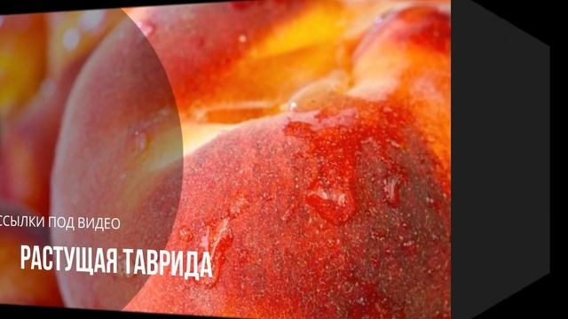 Персики саженцы опт и розница 150 рублей Рэд Хейвен Ростов-на-Дону | Dulce Gardens смотреть онлайн