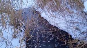 замор 🐟 наловили щук руками 3 января 2024 г.