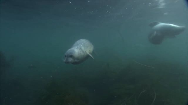 Facts: The Harbor Seal смотреть онлайн