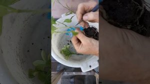 Как самому вырастить кумкват