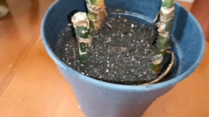 Аглаонема размножение, посадка пеньков.