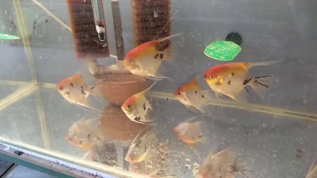 Pterophyllum scalare - red devil смотреть онлайн