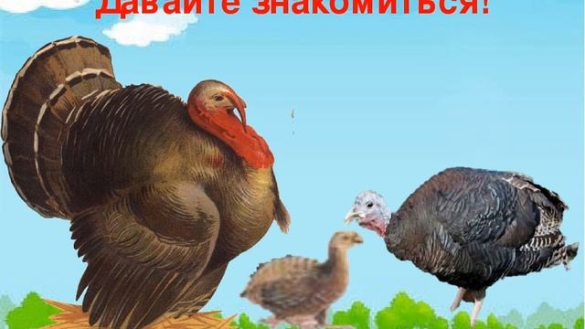 Лексическая тема «Домашние птицы» смотреть онлайн
