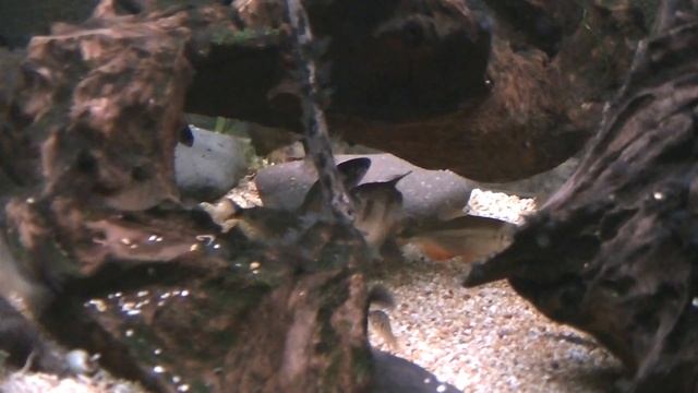 Gymnocorymbus ternetzi spawning смотреть онлайн