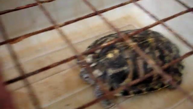 В ресторане морских деликатесов в Китае смотреть онлайн