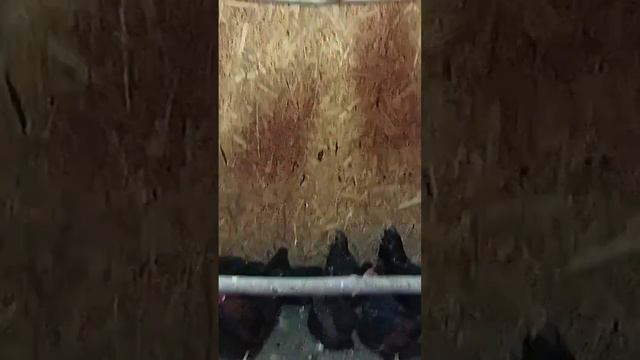 И без слов понятно :)