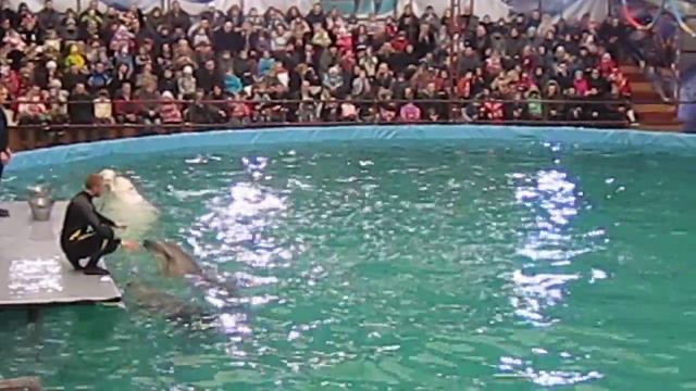 Дельфинарий на Притыцкого. Танец дельфинов смотреть онлайн