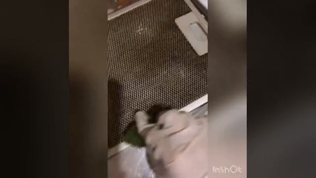 ШОК Відмила витяжку за 2 хвилини смотреть онлайн