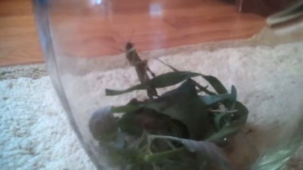 Кузнечик в банке.