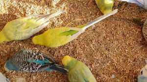 Волнистые попугаи едят. Звуки птиц. Видео для попугаев