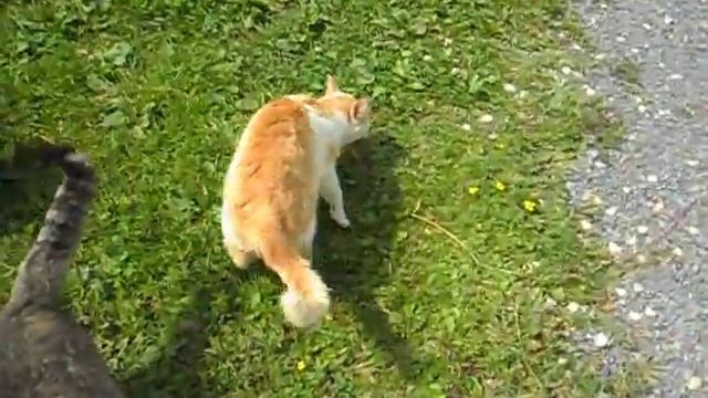 кот поймал рыбу смотреть онлайн