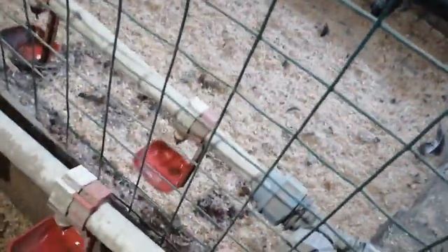 Курятник для 6. пород кур. смотреть онлайн