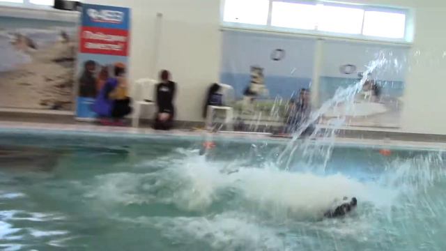 Надежда Одерова и Энтленбухер Зенненхунд Мэл 1 часть WATER DOG - Dog Diving 23.02.20 смотреть онлайн