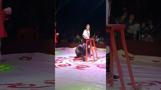 В цирке# на сцене Моржи? смотреть онлайн