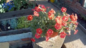 ПЕТУНИЯ ДЖОЛЛИ F1. ЛЕТО  2021.