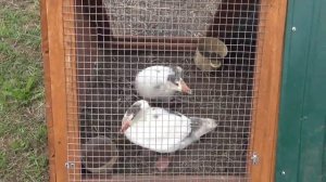 Домик для гусей зашита от хищников