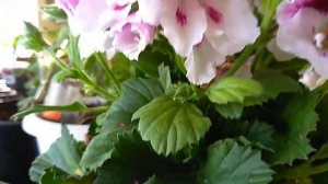 Опыление пеларгонии. Герани. Очень просто.