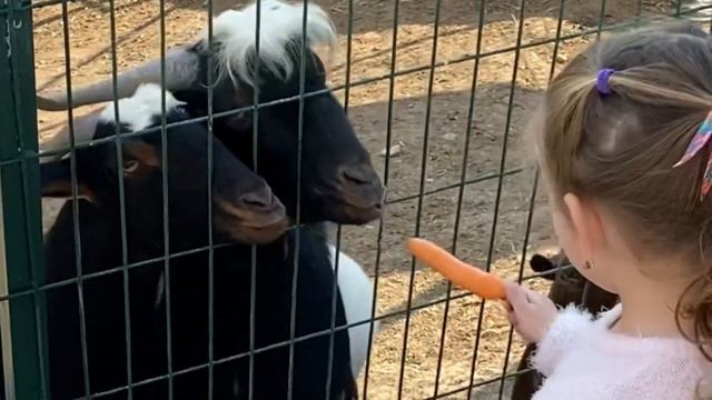 Прекрасная ферма, свинки и лошадки смотреть онлайн