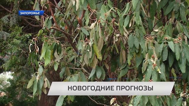 Какая погода будет в канун Нового года смотреть онлайн