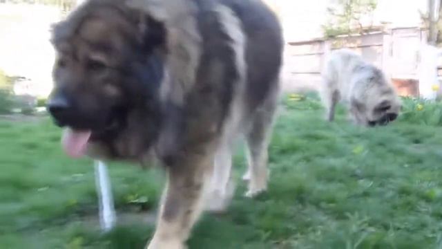 Wolfhounds, Top 5 dogs capable alone to cope with the wolf смотреть онлайн